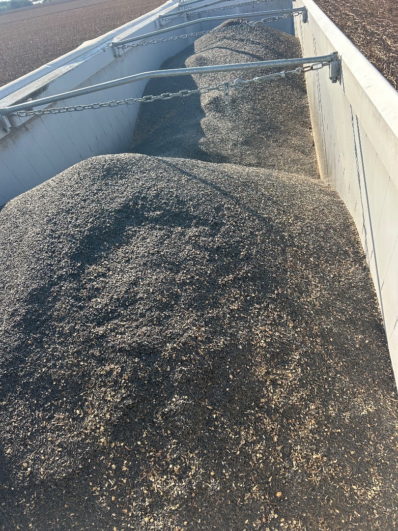Vendo 1000 semillas de girasol, con un contenido de cuerpos extraños del 5-7% y humedad en estasis