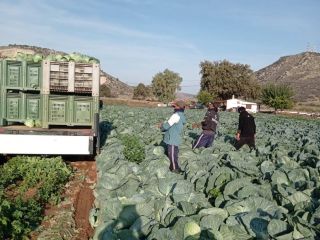 Hola. Tengo una col blanca de la variedad ALMA