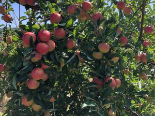 Vendo manzanas para procesar y hacer jugo, en grandes