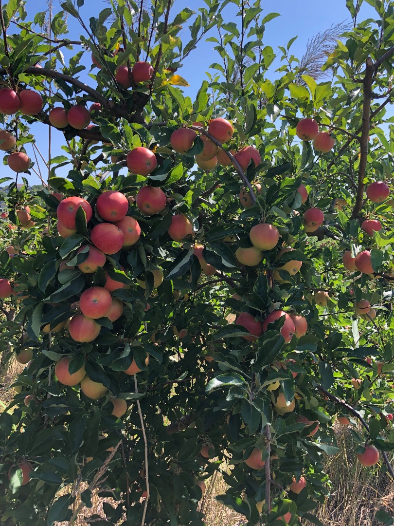 Vendo manzanas para procesar y hacer jugo, en grandes cantidades