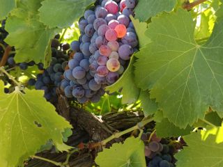 UVA GARNACHA TINTA DE EXCELENTE CALIDAD – ¡LISTA PARA