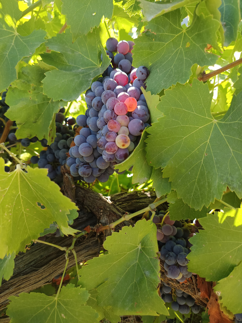 UVA GARNACHA TINTA DE EXCELENTE CALIDAD – ¡LISTA PARA VENDIMIAR! ✅ Viñedo adulto, producción abundante