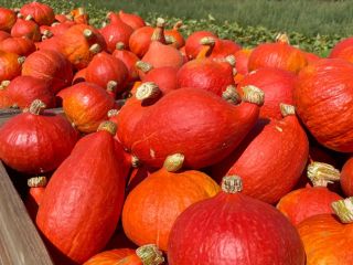 Hola, vendo una calabaza Hokkaido recién cosechada, que actualmente
