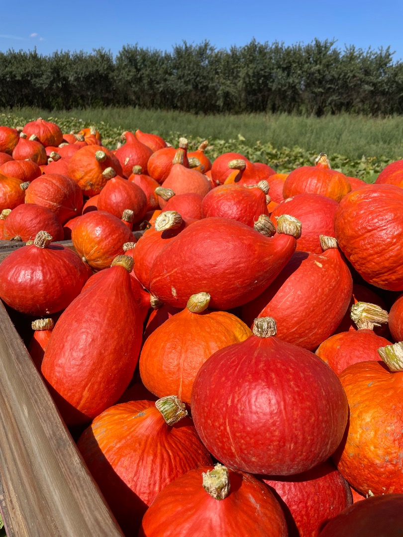 Hola, vendo una calabaza Hokkaido recién cosechada, que actualmente pesa unas 3 toneladas