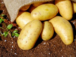 Empresa polaca que ofrece patatas de diversas variedades y