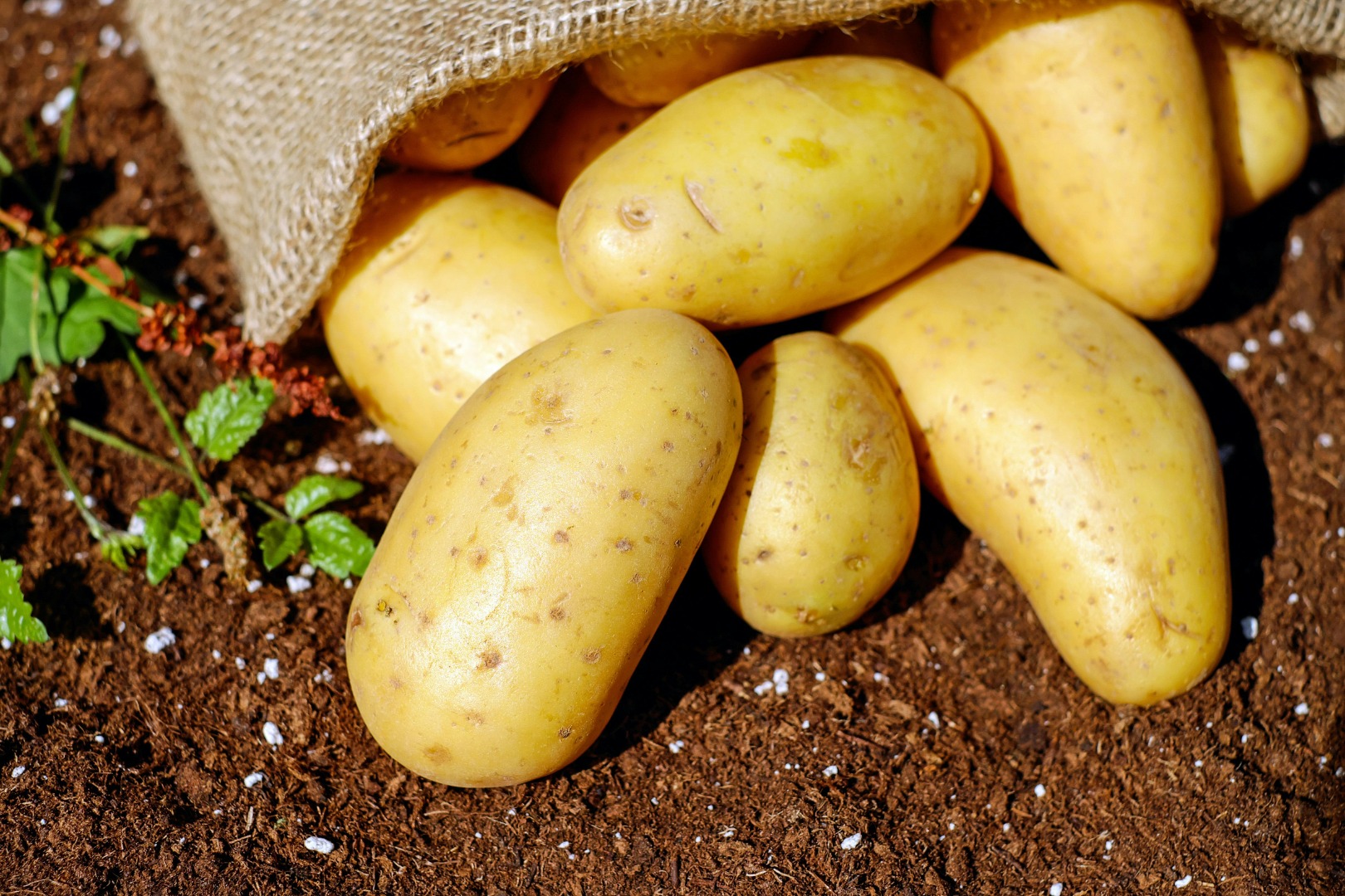Empresa polaca que ofrece patatas de diversas variedades y calidades