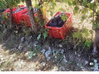 Variedades de uva de buena calidad: Negra (Dolcetto del
