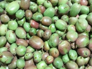 Kiwis mini a la venta. Cosecha de este año.