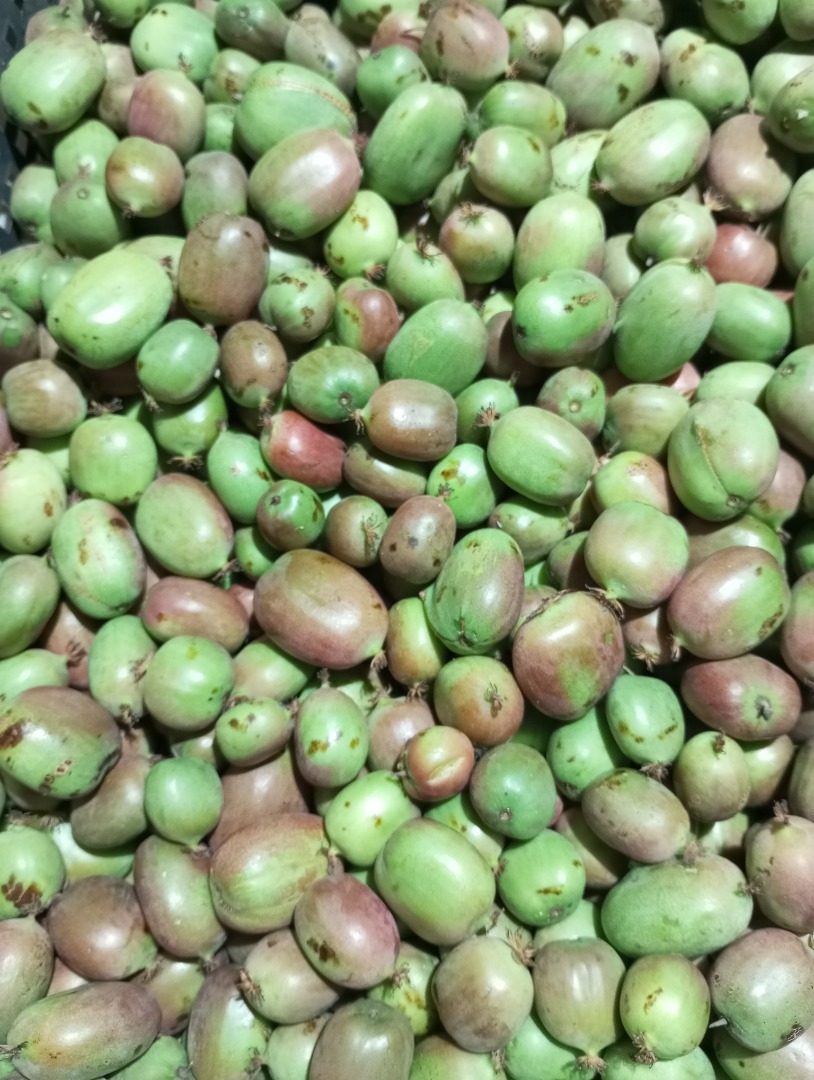 Kiwis mini a la venta