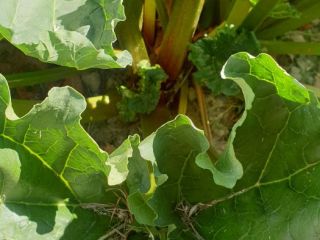 Hola, tengo en venta ruibarbo de la variedad Lider,