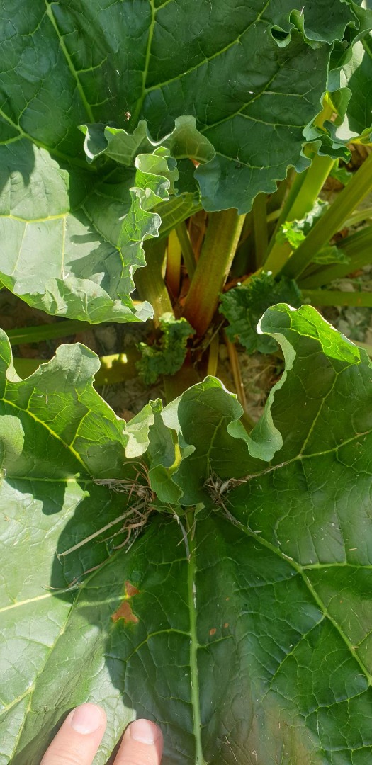 Hola, tengo en venta ruibarbo de la variedad Lider, cantidad unas 5 toneladas, precio negociable, tel