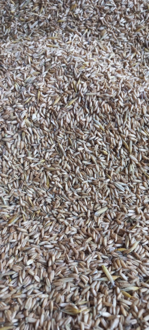 Tengo aproximadamente 5 toneladas de avena descascarillada a la venta