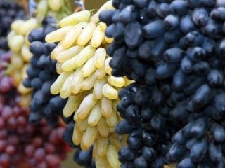 Exportación de uvas frescas desde Uzbekistán: Rizamat, Kishmish Kora,