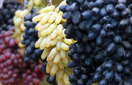 Exportación de uvas frescas desde Uzbekistán: Rizamat, Kishmish Kora, Khusaine, Mercedes, Lady's Finger, Pinot Noir, Rkatsiteli, Saperavi y Bayan-Shirey