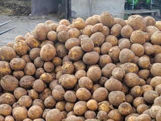 Vendo papas comestibles directamente del campo, variedades: - gala