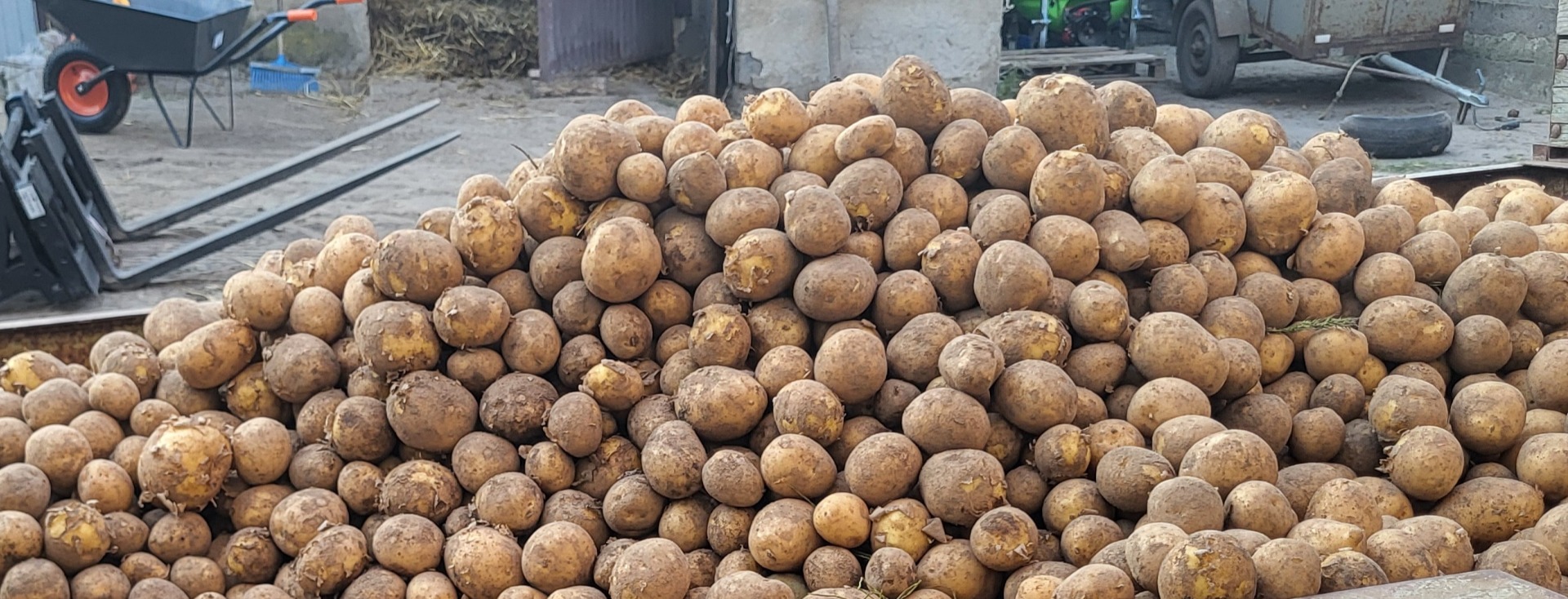 Vendo papas comestibles directamente del campo, variedades: - gala - vinieta - lili