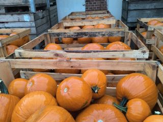 Calabaza de Halloween, variedad Gladiador/Corredor/Maya. 6-13 kg, lavada. Embalaje: