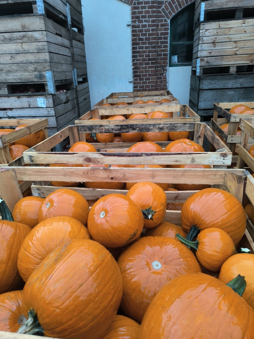 Calabaza de Halloween, variedad Gladiador/Corredor/Maya
