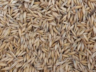 Vendemos aproximadamente 60 toneladas de avena de la cosecha