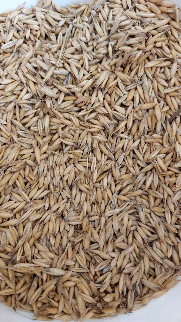 Vendemos aproximadamente 60 toneladas de avena de la cosecha de 2025 para recoger