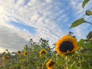 Se venden hermosos girasoles sanos. Disponibles en cualquier cantidad.