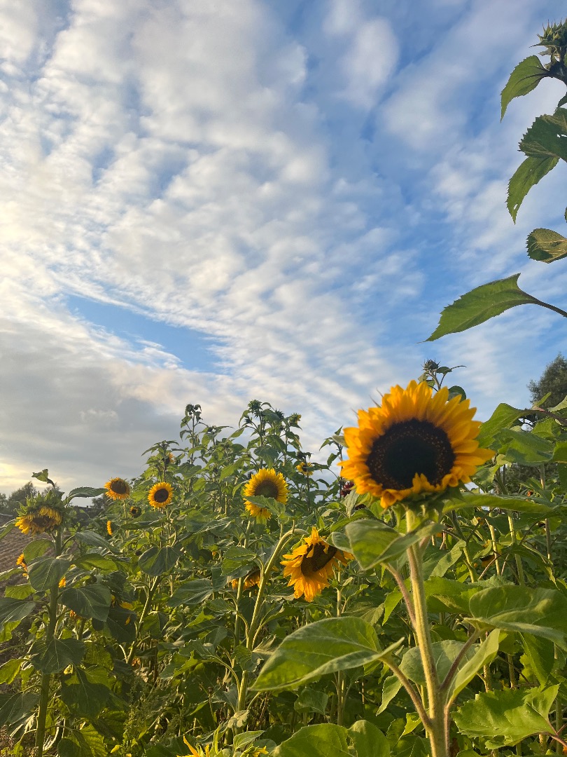 Se venden hermosos girasoles sanos
