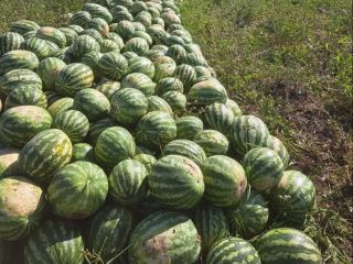 Productor local que vende sandías directamente del campo, en