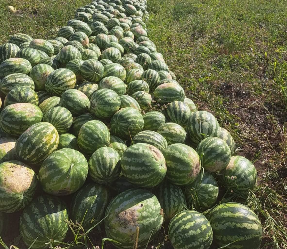 Productor local que vende sandías directamente del campo, en grandes cantidades