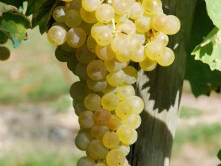 Vendo uvas blancas Frascati DOC Malvasia y Trebbiano certificadas,