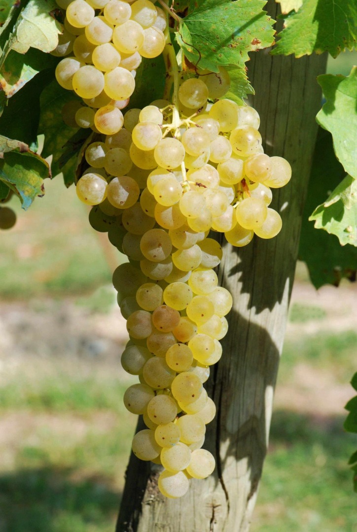 Vendo uvas blancas Frascati DOC Malvasia y Trebbiano certificadas, cultivadas en hileras, sin pesticidas ni herbicidas