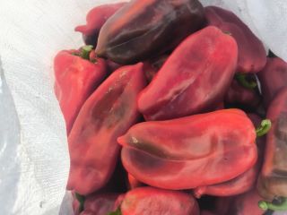 Ofrecemos pimiento rojo, variedad “Oreja de Elefante”, cantidad ilimitada.