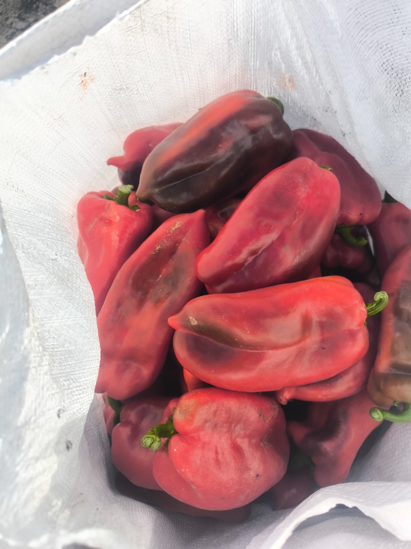 Ofrecemos pimiento rojo, variedad “Oreja de Elefante”, cantidad ilimitada