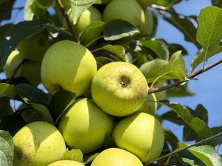 Manzanas de calidad 1, red delicious y golden delicious,