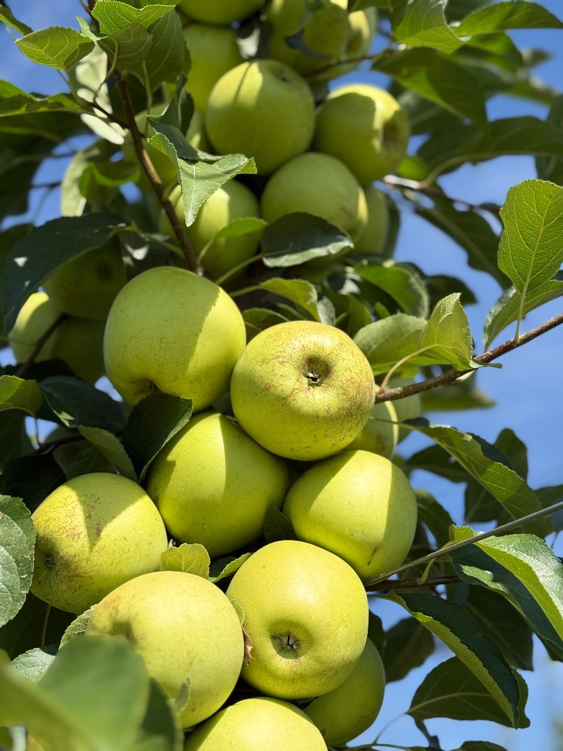 Manzanas de calidad 1, red delicious y golden delicious, tamaño grande, grandes cantidades