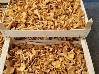 Setas silvestres, rebozuelos y boletus. Venta de rebozuelos y