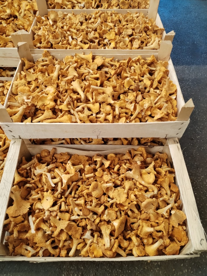Setas silvestres, rebozuelos y boletus