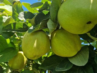 FIA GOGOT FRUIT, TRAE AL MERCADO UNA NUEVA FRUTA