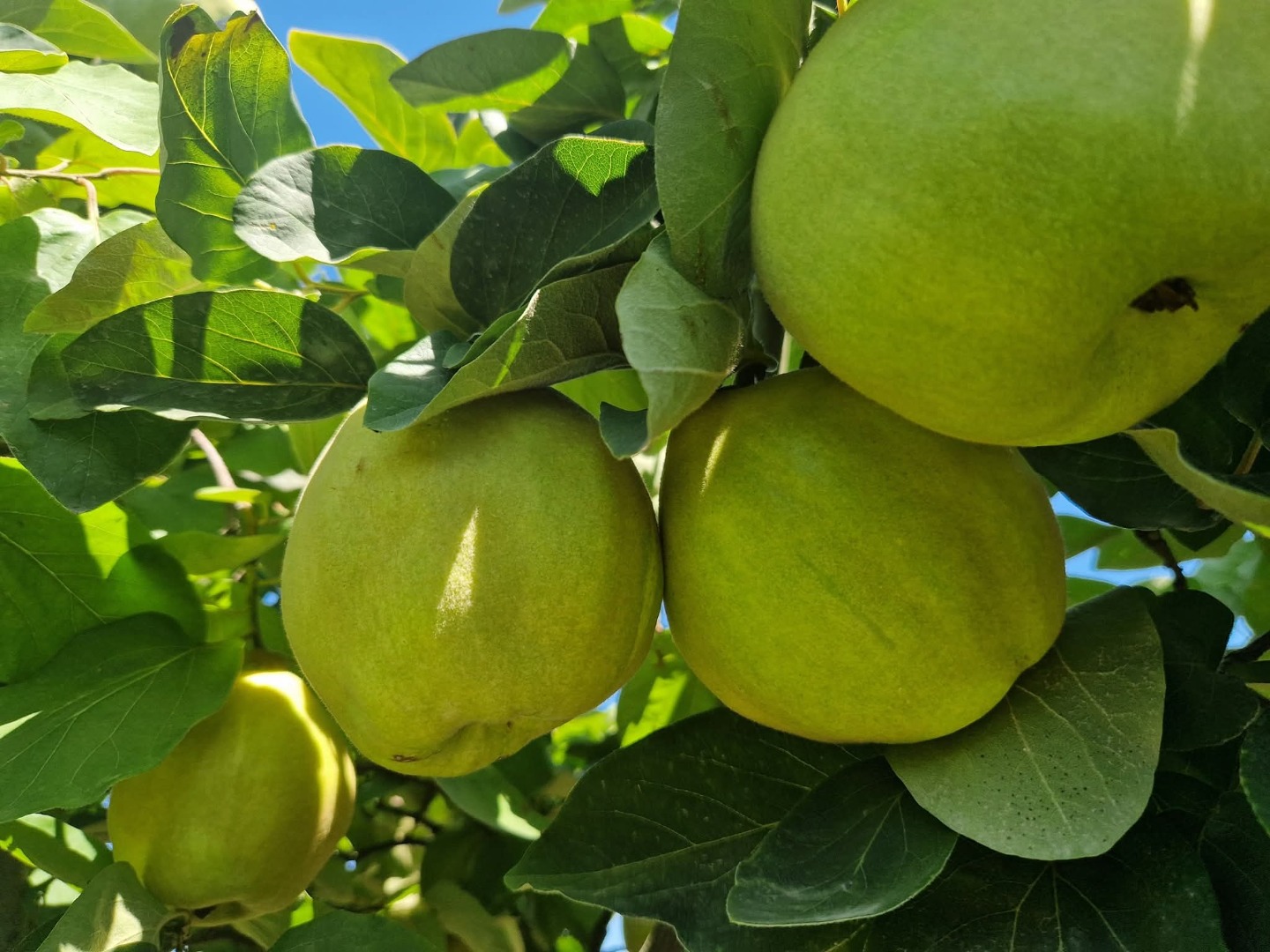 FIA GOGOT FRUIT, TRAE AL MERCADO UNA NUEVA FRUTA DE SELECCIÓN Y CALIDAD, EL MEMBRILLO, A PRECIO DE PRODUCTOR Y CALIDAD SUPERIOR SEGÚN LAS NORMAS EUROPEAS