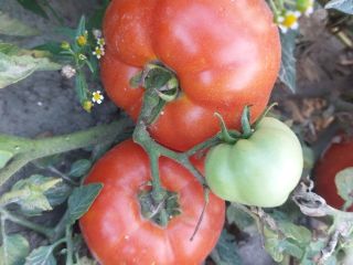 Vendo tomates industriales de las variedades Brixton, Miceno, Fabelix