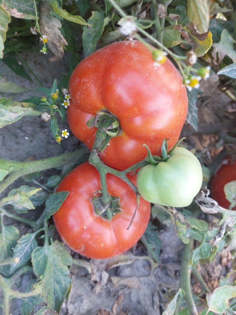 Vendo tomates industriales de las variedades Brixton, Miceno, Fabelix y Bobcat redondos