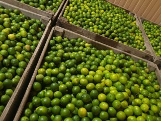 Product: Lime, Category II Sizes: 36, 42, 48, 54,