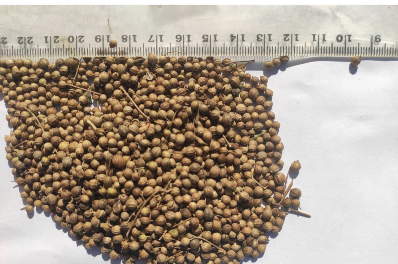 ¡Buen día! Nuestra empresa se dedica a la exportación de cereales desde Ucrania