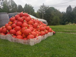 Vendo una calabaza Hokkaido recién cosechada de mi propia