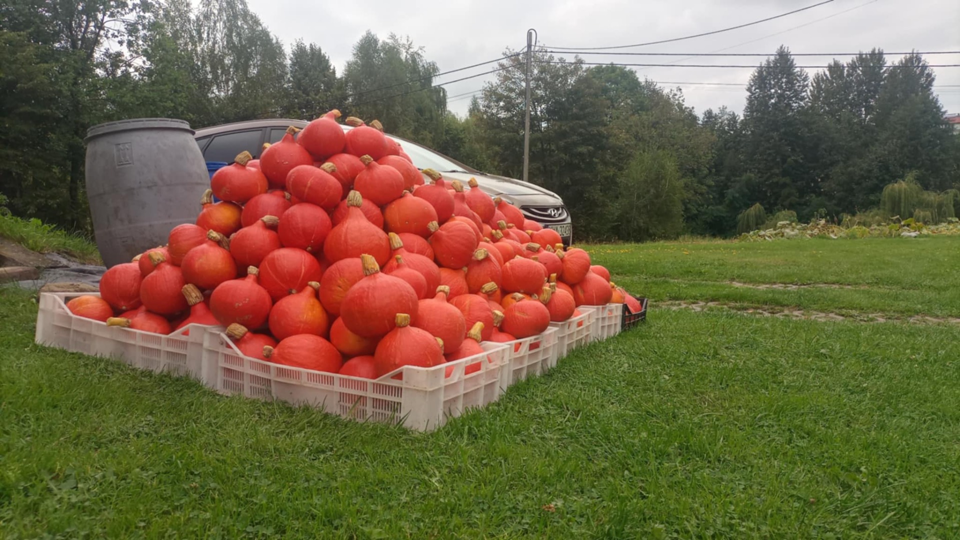 Vendo una calabaza Hokkaido recién cosechada de mi propia granja