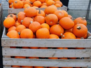 Hola. Vendo calabazas de Halloween de 1 a 3