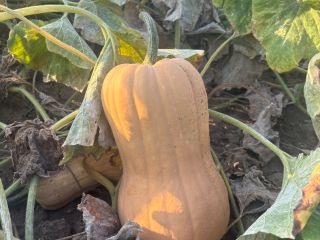 Vendo calabaza variedad Matilda, producción propia, 2025. • Cantidad