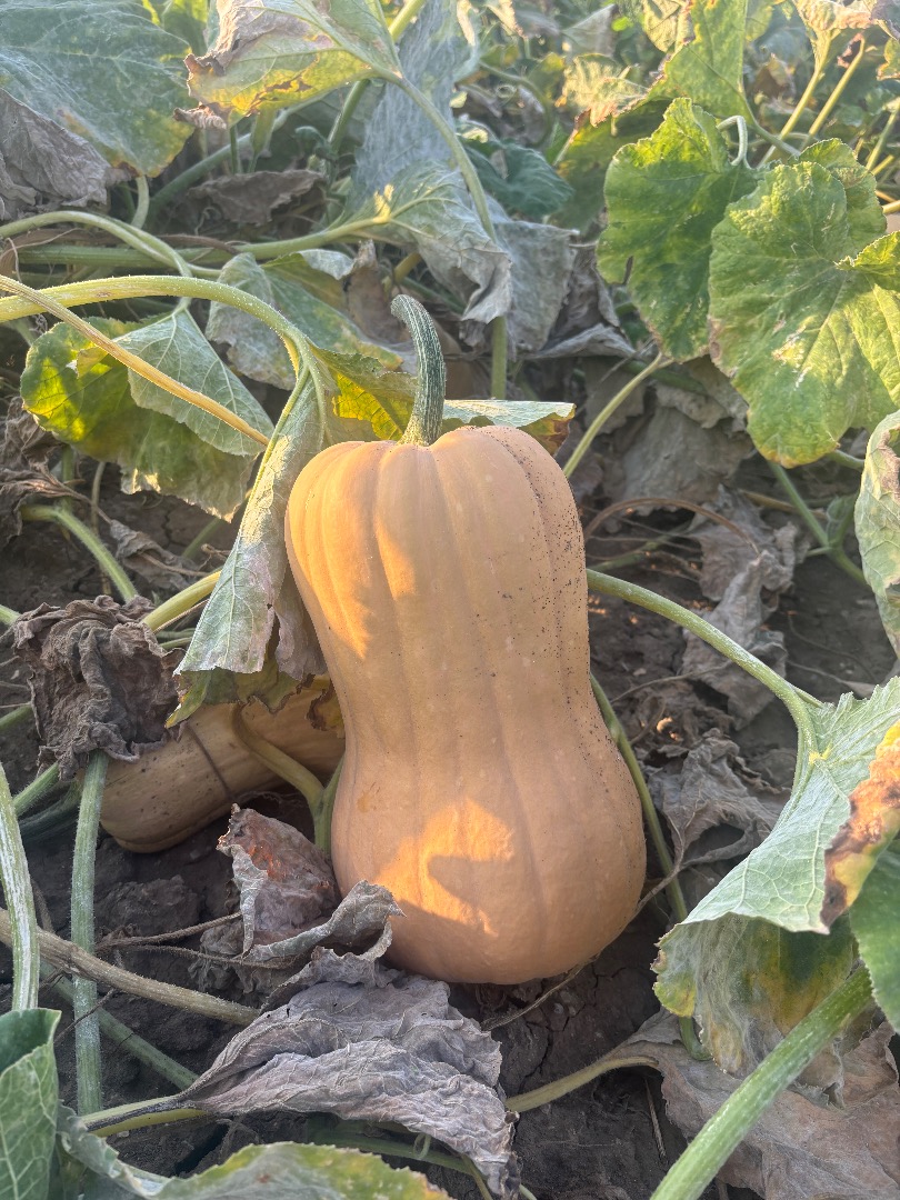 Vendo calabaza variedad Matilda, producción propia, 2025