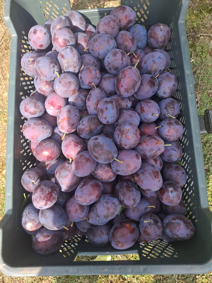 Vendo ciruelas Prezident semimaduras de varios tamaños