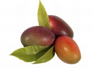 Mango ecológico cultivado en la Costa Tropical de Granada