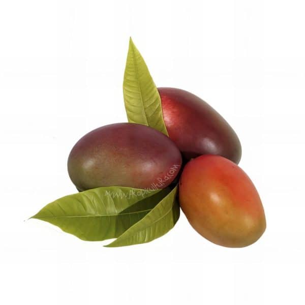 Mango ecológico cultivado en la Costa Tropical de Granada de forma sostenible que respeta el medio ambiente y la salud de las plantas
